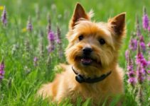 Discover the Charm of the Norwich Terrier – Man’s Best Friend