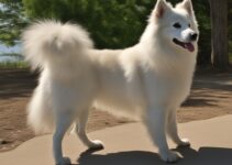 Understanding the Size of American Eskimo Dog – Quick Guide